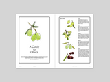 Issue#22 Olive