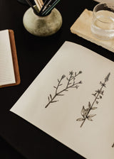 Chloe Purpero Johnson - Three Friendly Bushels