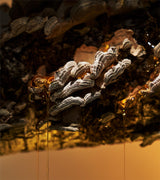 Hinoki Fantôme Magnum