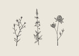 Chloe Purpero Johnson - Three Friendly Bushels